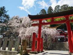 小川諏訪神社のシダレザクラの写真1