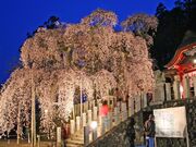 小川諏訪神社のシダレザクラの写真2