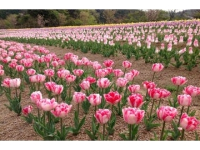 花郷OKADAの写真1