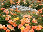 綾部バラ園の写真2