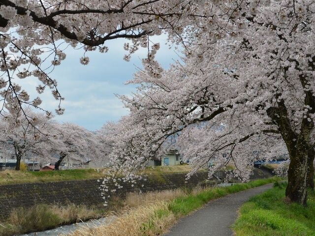 荒城川沿いの桜(古川小学校付近)