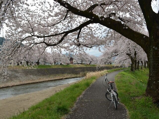 荒城川沿いの桜(古川小学校付近)