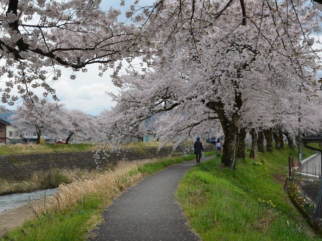 荒城川沿いの桜(古川小学校付近)