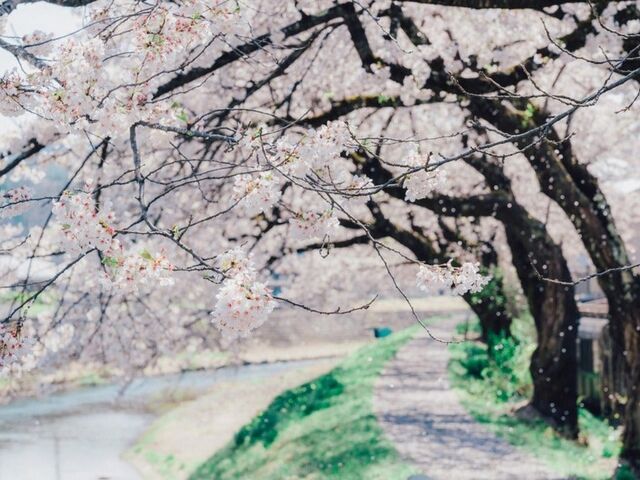 荒城川沿いの桜(古川小学校付近)