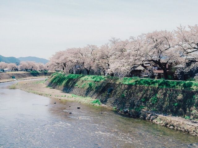 荒城川沿いの桜(古川小学校付近)