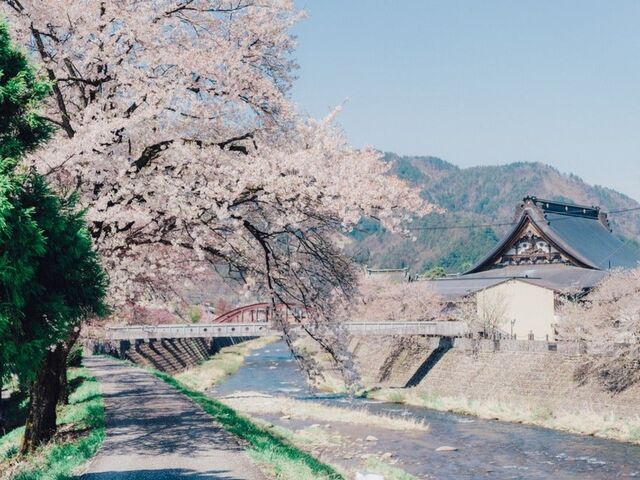 荒城川沿いの桜(古川小学校付近)