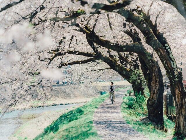 荒城川沿いの桜(古川小学校付近)