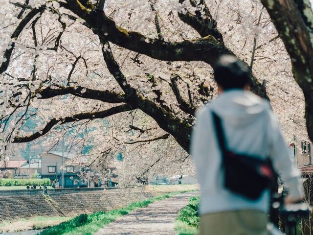 荒城川沿いの桜(古川小学校付近)