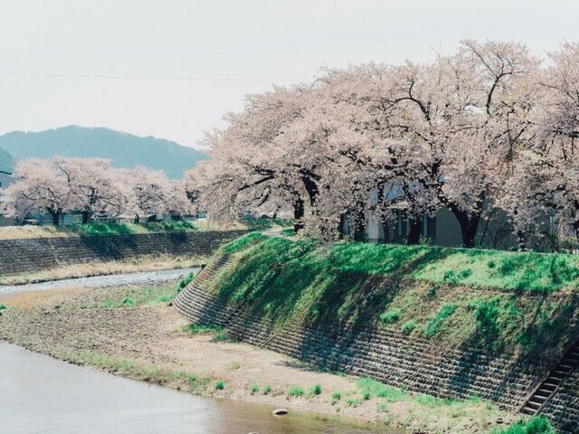 荒城川沿いの桜(古川小学校付近)