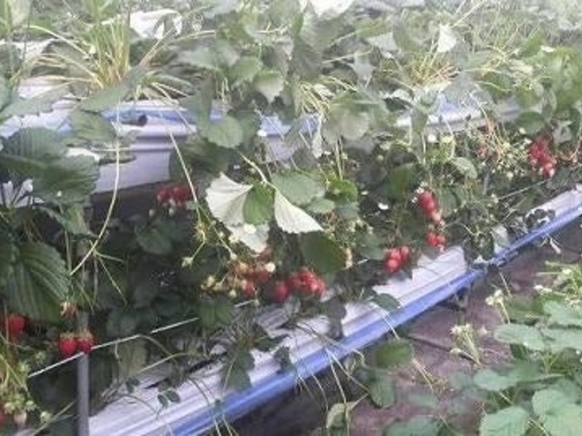 鷲野農園の写真1