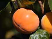 富有柿発祥の地 富有柿の原木の写真2