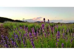 御所湖広域公園のラベンダーの写真1