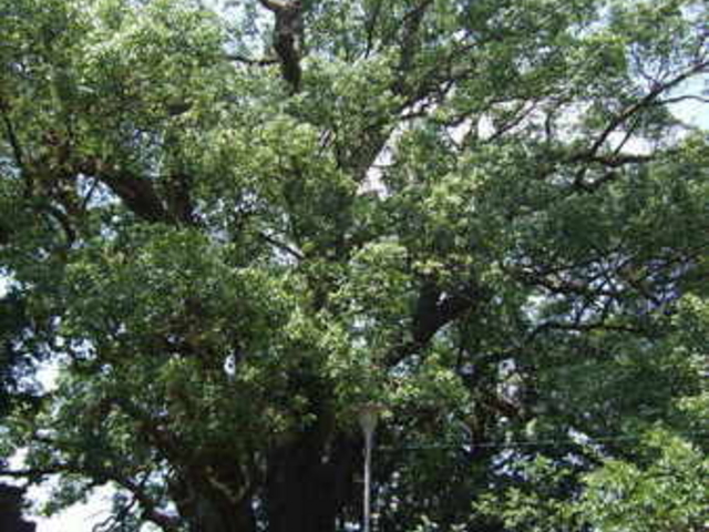 上穂北のクス