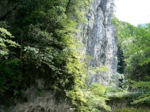 白滝