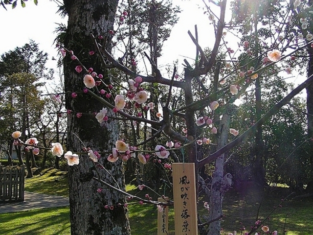 豊前国分寺跡