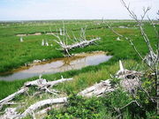 わんわんマンさんのトドワラの投稿写真1