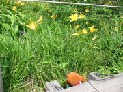 てえすけパパさんの沼ッ原湿原のニッコウキスゲの投稿写真1