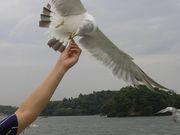 チャッピーさんの松島湾の投稿写真1