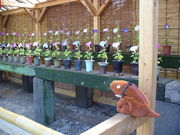 てえすけパパさんの熊本城の肥後六花の投稿写真1