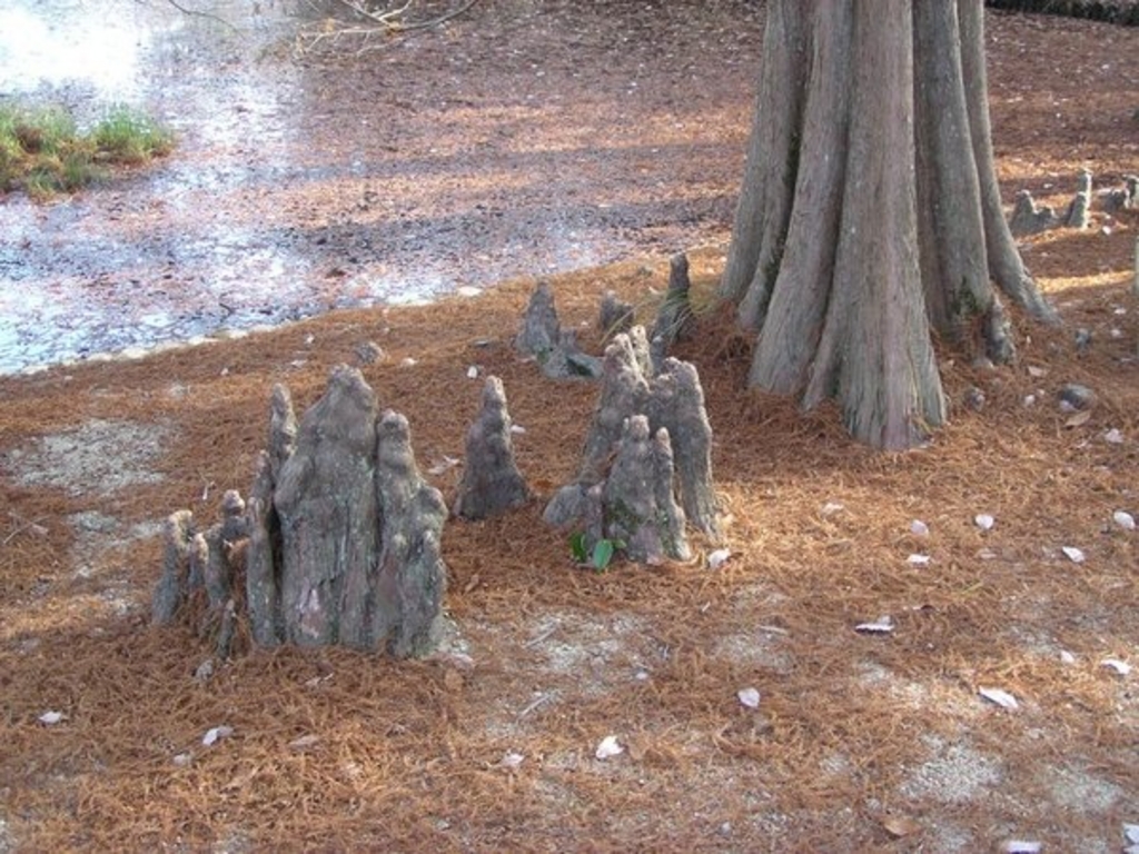 神戸市立森林植物園