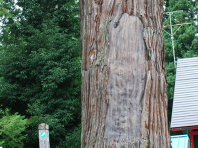 takaさんの豊龍神社の大杉の投稿写真1