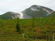 キュリさんのつつじヶ原自然探勝路の投稿写真1