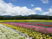 T-ORIさんのふらのジャム園(有)共済農場の投稿写真1