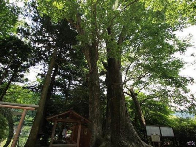 国津神社の大ケヤキ