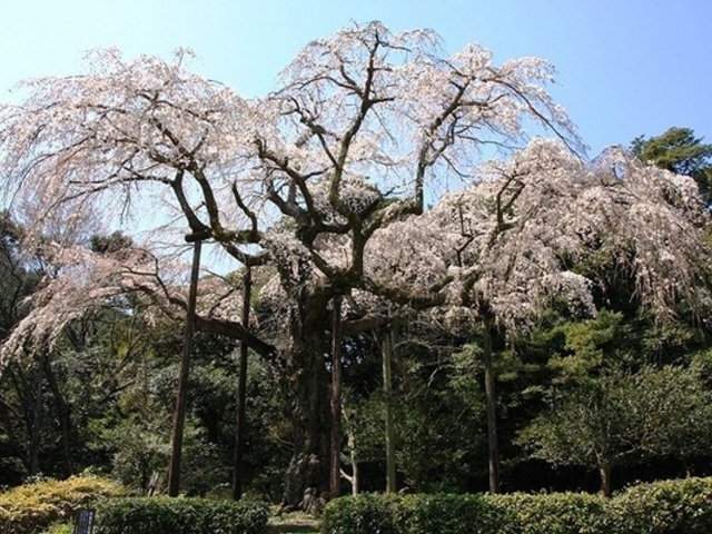 長興山紹太寺