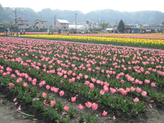 ススムさんの根がらみ前水田のチューリップの投稿写真1