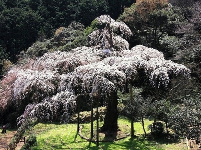 長興山紹太寺