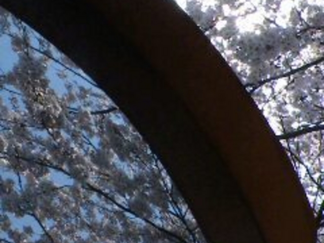 鎌倉山の桜