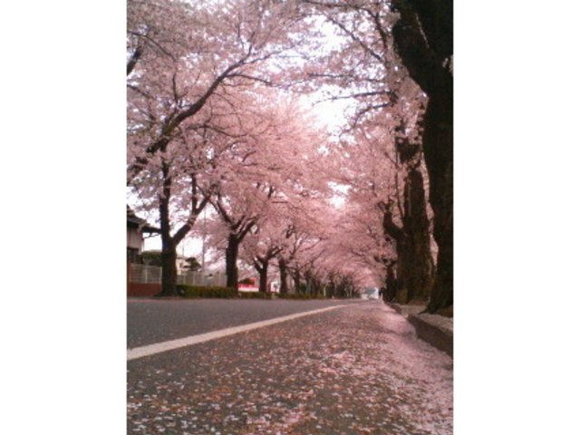 くーままさんの夜の森公園の桜の投稿写真1