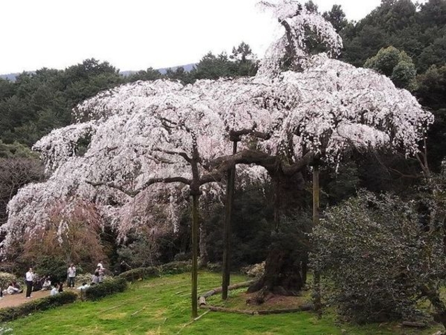 長興山紹太寺