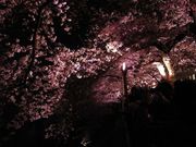 おでかけずきさんの千鳥ケ淵公園の投稿写真1
