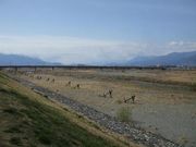 ノンキさんの信玄堤の投稿写真1