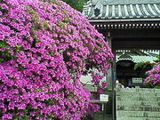 ひろりんさんの安養院のツツジの投稿写真1