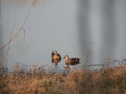 kazumiringoさんの海王バードパーク/富山新港臨海野鳥園の投稿写真1