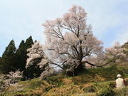 熊野古道さんの佛隆寺の桜の投稿写真1