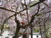 てえすけパパさんの鶴形山公園の桜・藤の投稿写真1