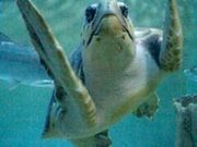 うきすけさんのアクアマリンふくしまの投稿写真1