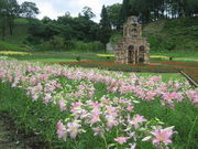 ススムさんのフラワーヒル菊池高原の投稿写真1