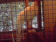 みやっちんぐみやちこ先生さんの龍河洞珍鳥センターの投稿写真1