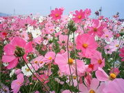 たいこさんのキリンビール福岡工場の投稿写真1