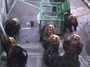 タカョさんののぼりべつクマ牧場の投稿写真1