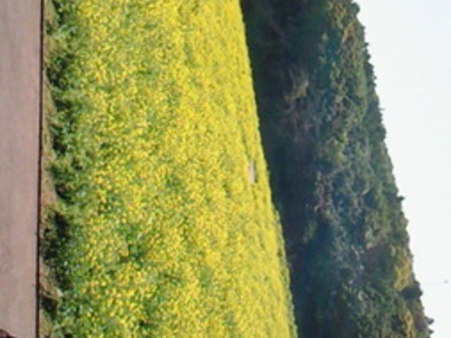 展海峰
