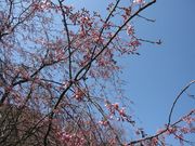 みよちゃんさんの卯辰山公園 四百年の森の投稿写真1
