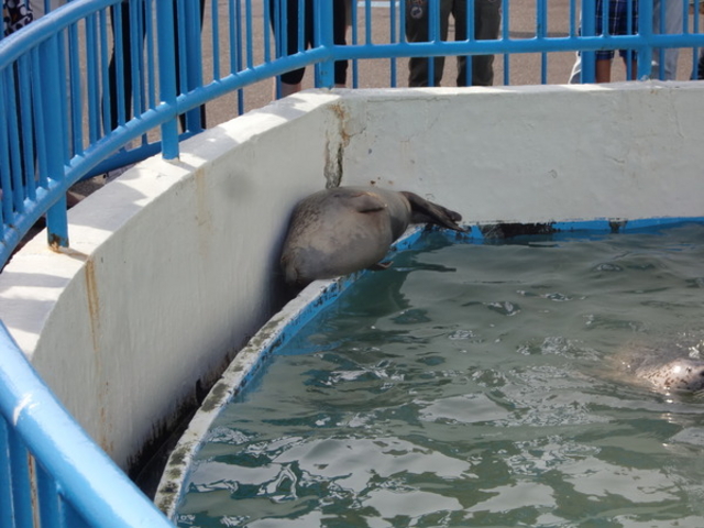 ノシャップ寒流水族館