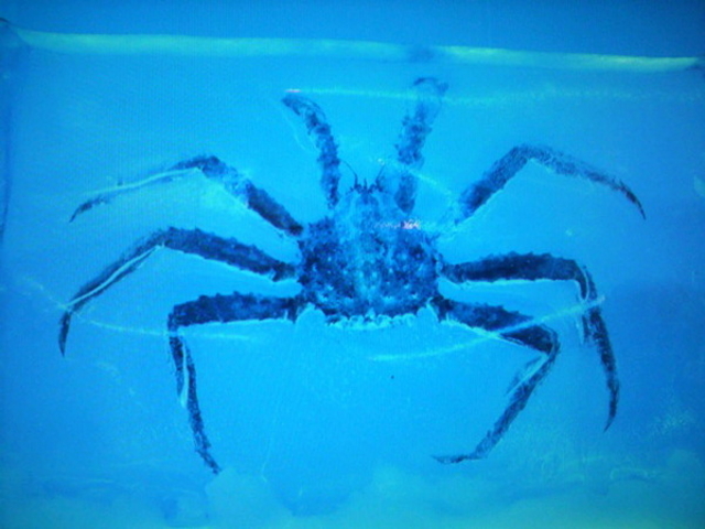 氷の水族館-Ice Aquarium-