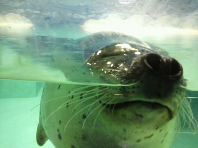 下田海中水族館